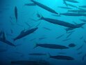 Baracuda shoal