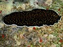 Flatworm 1
