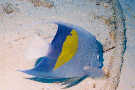 Arabian Angelfish