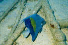 Arabian Angelfish