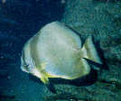 Batfish
