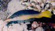 Bird Wrasse