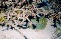 Blue Spotted Ray
