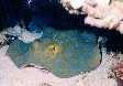 Blue Spotted Ray