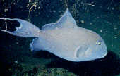 Blue Triggerfish