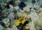 Clown Fish