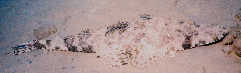 Crocodile Fish