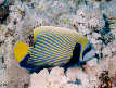 Emporer Angelfish
