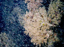 Shoal of Glass Fish