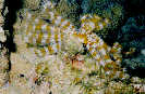 Indian Tubeworm