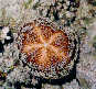 Leather Sea Urchin