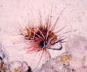 Lion Fish