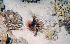Lion Fish