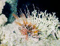 Lion Fish