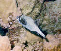 Masked Puffer Fish