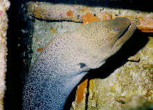 Gray Moray Eel in Bows of Giannis D (Abu Nuhas)