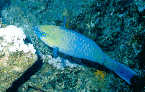 Parrotfish