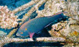 Parrotfish