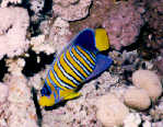 Royal Angelfish