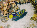 Royal Angelfish
