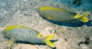 Pair of Sweetlips