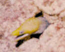 Juvenile Undulate Moray