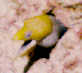Juvenil Undulate Moray