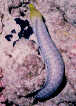 Juvenile Undulate Moray