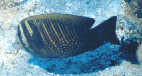 Oman Butterflyfish